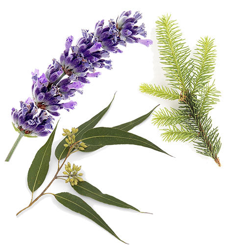 AromaMist Essential Oils 3 Pack, Eucalyptus, Lavender & Spruce, 4oz bottles